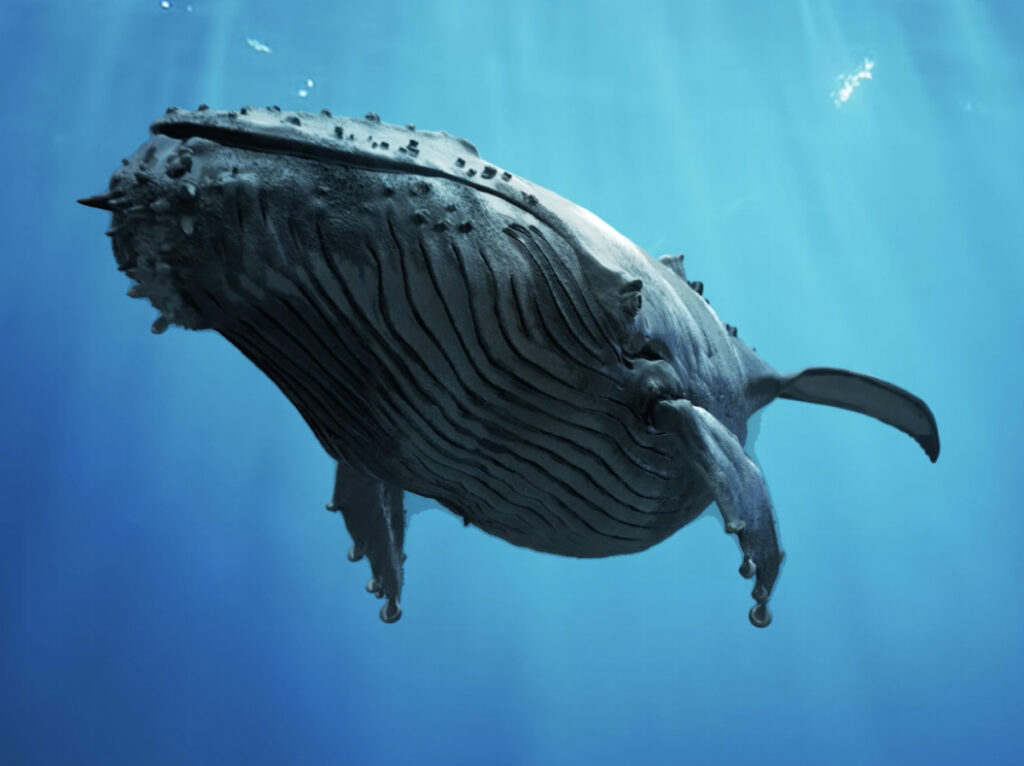 Project: Silversea Cruises screen onboard | ERAZERO